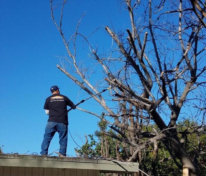 Tree Removal